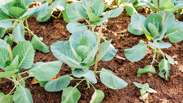 Faux pakchoi dans un potager.