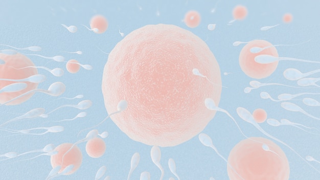 La fécondation est la fusion d'ovules de gamètes haploïdes et de spermatozoïdes