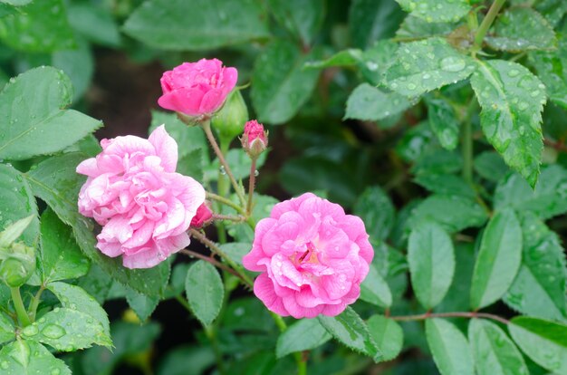 Fée, rose, fleur, arbre