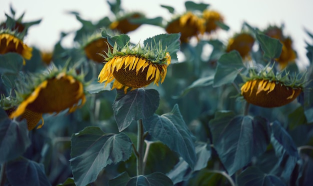 Feld avec des tournesols en fleurs un jour d'été