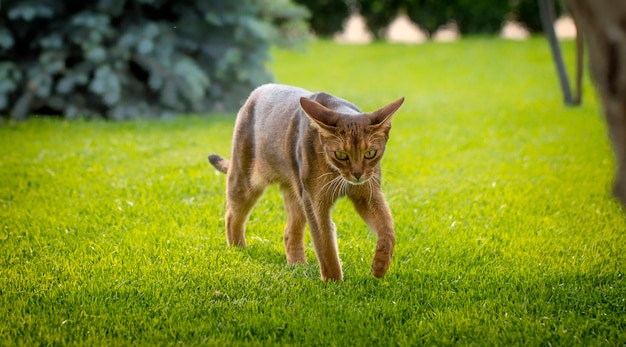 Felis catus Les yeux en gros plan sont grands et beaux