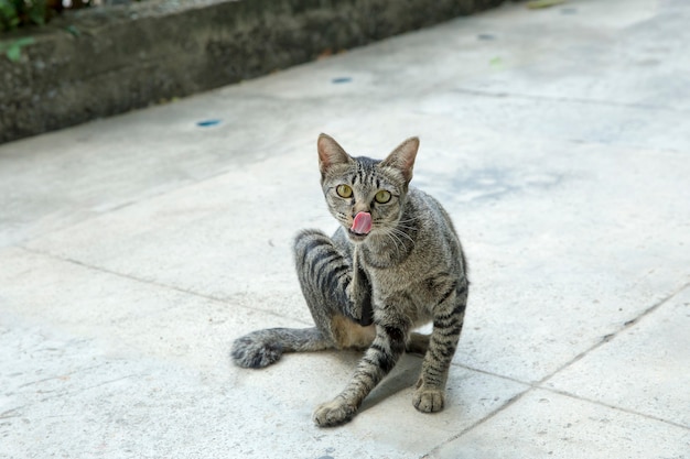 Felis gris mignon ou chats jouant sur le sol