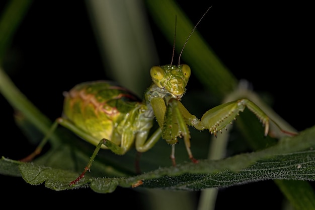 Femelle adulte Acanthopid Mantis du genre Metaphotina