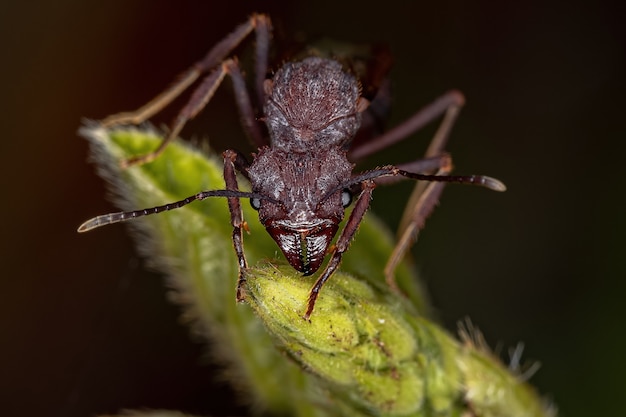 Femelle adulte Acromyrmex Coupe-feuille Reine Fourmi du genre Acromyrmex