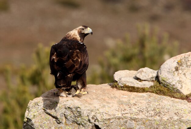 Photo femelle adulte de l'aigle impérial espagnol, aquila adalberti