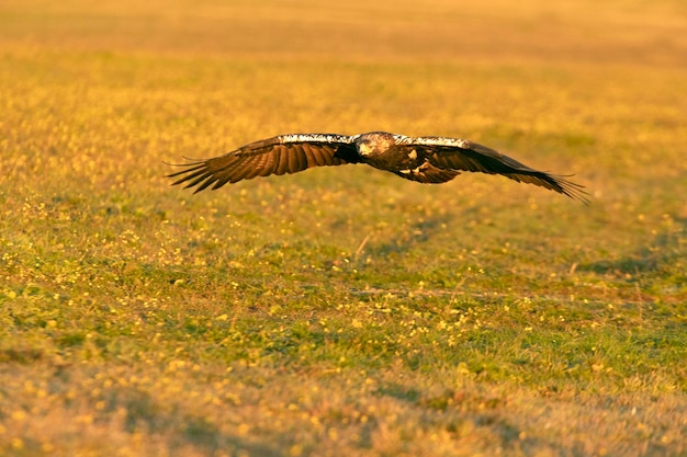 Femelle Adulte Aigle Impérial Espagnol Volant Avec Les Premiers Rayons De L'aube Un Jour D'hiver