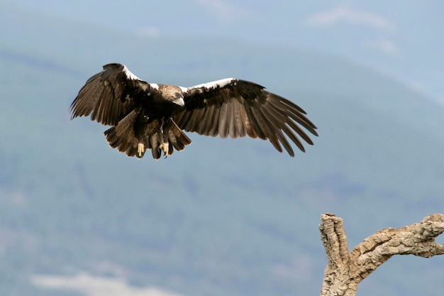 Femelle Adulte Aigle Impérial Espagnol Volant Tôt Le Matin D'une Froide Journée De Janvier