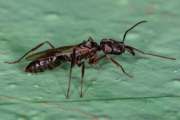 Femelle adulte ailé trap-jaw reine fourmi du genre Odontomachus