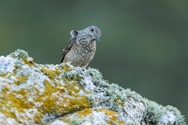 Femelle adulte de Grive à queue rousse dans son territoire de reproduction avec plumage en rut