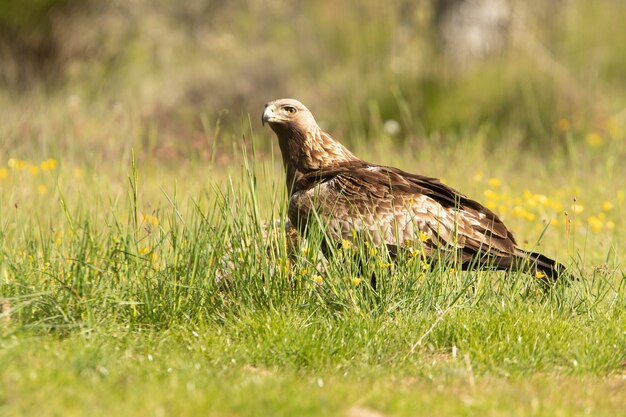 Femelle d'aigle royal dans une forêt de chênes avec les premières lumières du matin un jour de printemps