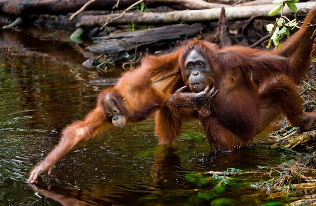 La femelle et le bébé orang-outan boivent de l'eau de la rivière dans la jungle. Indonésie. L'île de Kalimantan (Bornéo).