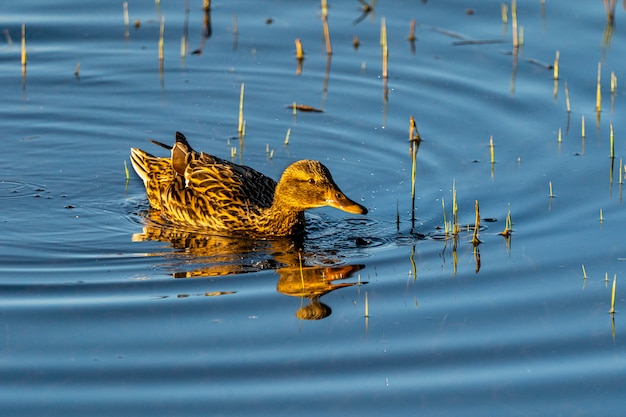 Femelle de canard colvert à l'aube dans le Parc Naturel des Marais d'Ampurdan.