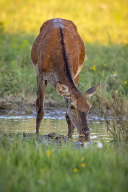 Femelle de cerf élaphe buvant des éclaboussures au printemps