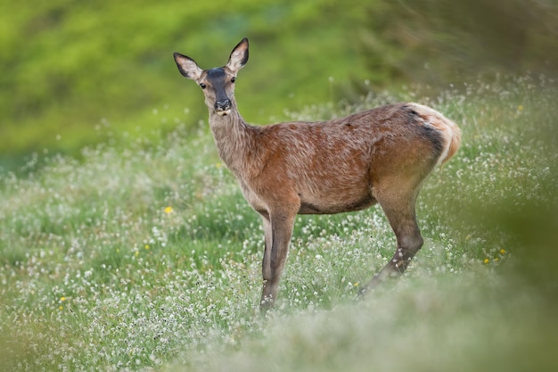 Femelle de cerf élaphe regardant vers la caméra sur un pré de fleurs