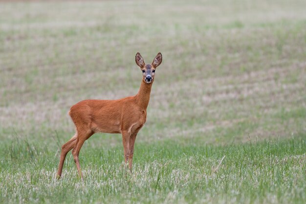 Photo une femelle de chevreuil sur le champ d'été