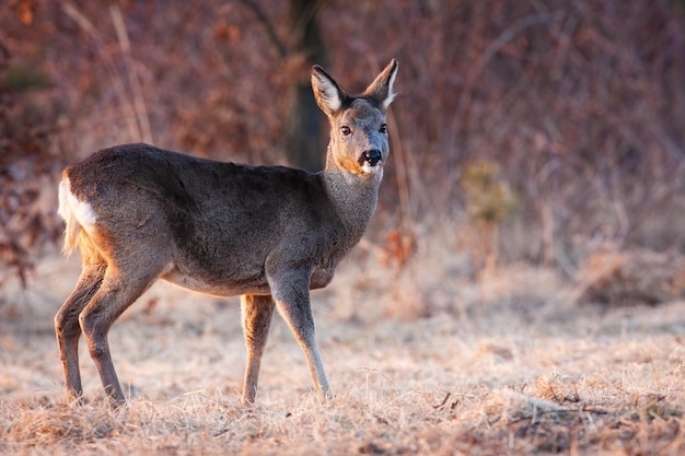 Femelle de chevreuil observant sur la clairière de givre au printemps