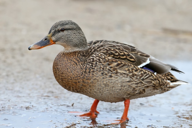 Une femelle colvert à la recherche d'une nourriture sur le rivage.