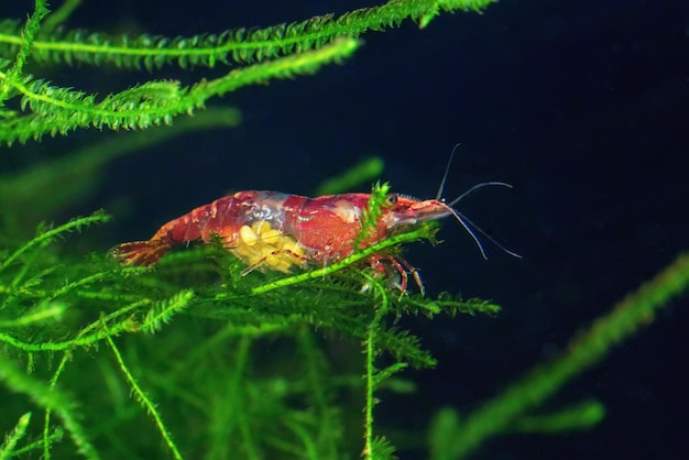 Photo femelle crevette cerise rouge avec œufs