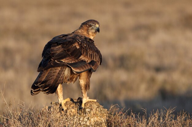 Femelle de deux ans de Bonelli's Eagle