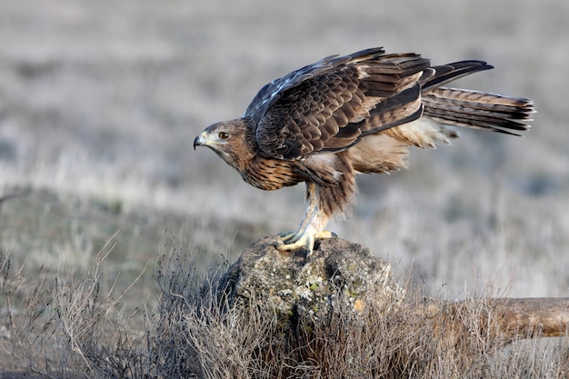 Femelle de deux ans de Bonelli's Eagle