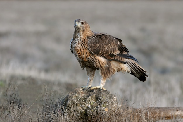 Femelle de deux ans de Bonelli's Eagle