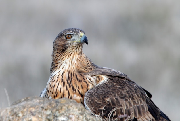 Femelle de deux ans de Bonelli's Eagle