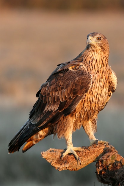 Femelle de deux ans de Bonelli's Eagle