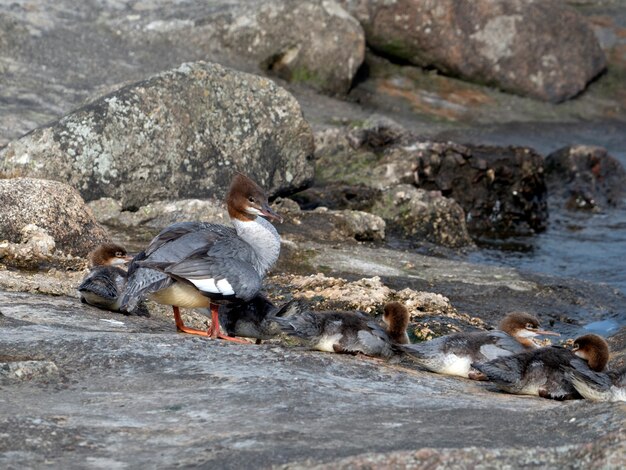 Femelle goosander (Mergus merganser) avec de jeunes poussins se réchauffe sur les rochers au bord de la rivière sur une journée d'été ensoleillée