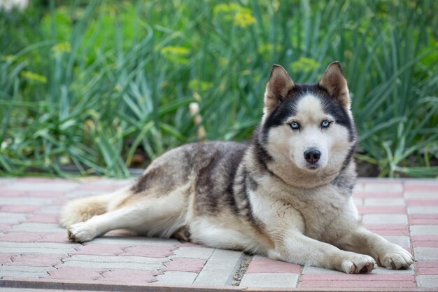 Une femelle Husky de Sibérie se trouve sur les carreaux de trottoir dans le jardin un jour d'été