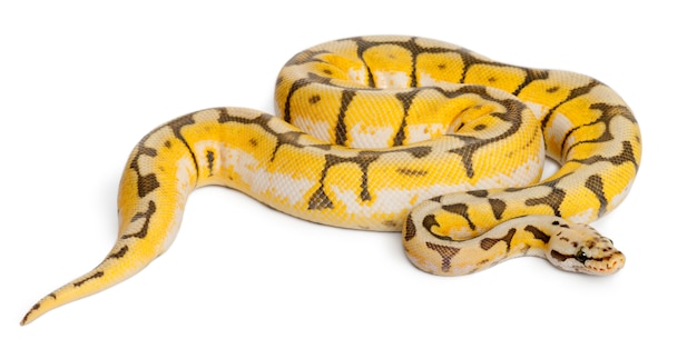 Femelle Killerbee Royal python, ball python - Python regius killerbee est la couleur
