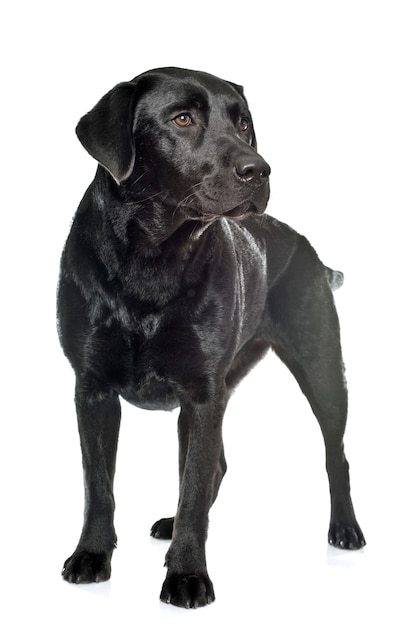 Photo femelle labrador retriever noir