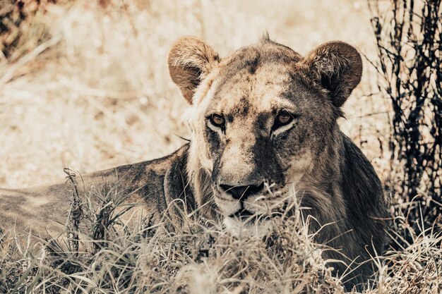 la femelle de lion au Botswana en Afrique safari faune