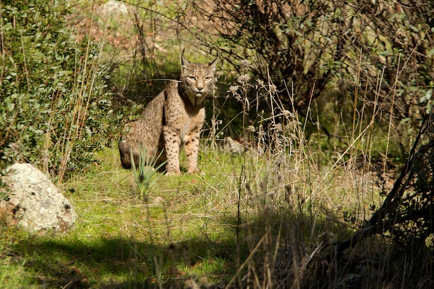 Photo femelle de lynx ibérique dans le brouillard, lynx roux, chat sauvage, lynx pardinus, lynx