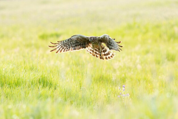 Une femelle de Montagus harrier volant dans son territoire de reproduction sur une steppe de céréales à la première lueur