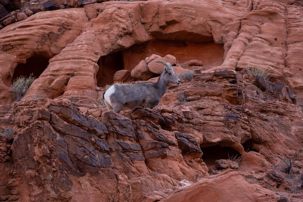 Une femelle mouflon du désert dans le parc d'état de la Vallée de Feu