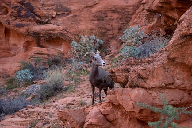 Une femelle mouflon du désert dans la vallée de feu