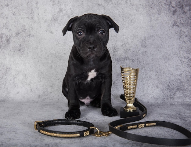 Femelle noire American Staffordshire Bull Terrier chien chiot avec grand collier sur fond gris