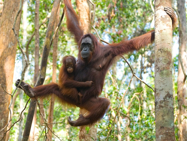 Femelle de l'orang-outan avec un bébé dans un arbre. Indonésie. L'île de Kalimantan (Bornéo).