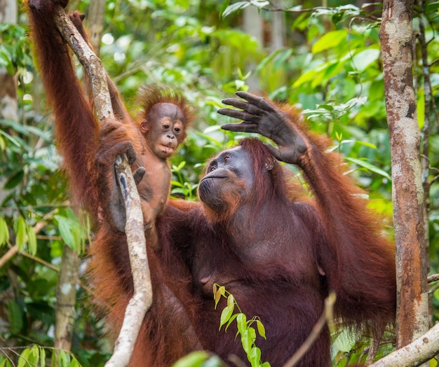 Femelle de l'orang-outan avec un bébé dans un arbre. Indonésie. L'île de Kalimantan (Bornéo).
