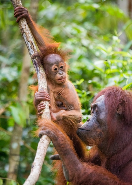 Femelle de l'orang-outan avec un bébé dans un arbre. Indonésie. L'île de Kalimantan (Bornéo).