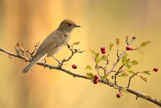 Femelle de Paruline masquée dans un perchoir dans une forêt méditerranéenne avec la première lumière