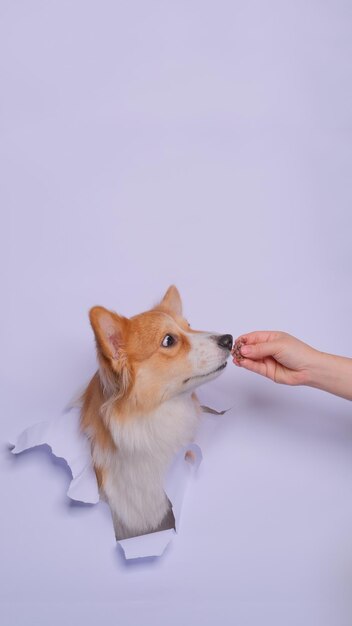 Une femelle pembroke welsh corgi chien photoshoot studio photographie d'animaux avec concept briser la tête de papier gris à travers elle avec expression