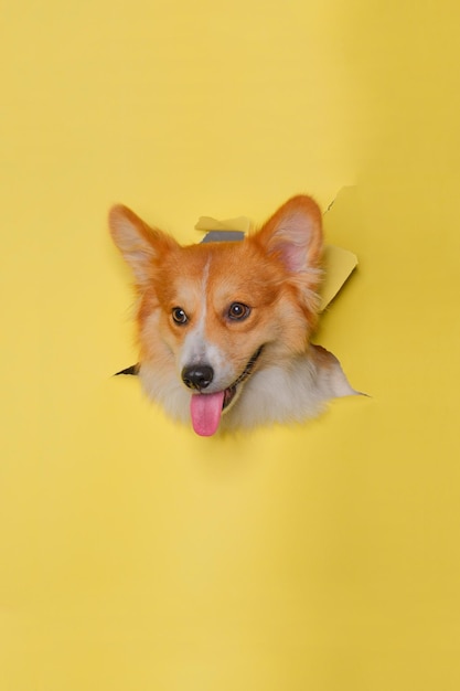 Une femelle pembroke welsh corgi chien photoshoot studio photographie d'animaux avec concept briser la tête de papier jaune à travers elle avec expression