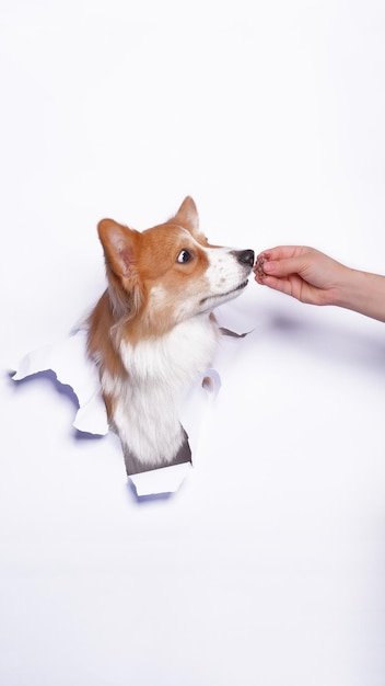 Une femelle pembroke welsh corgi dog studio photoshoot photographie d'animaux avec concept breaking white paper head à travers elle avec expression