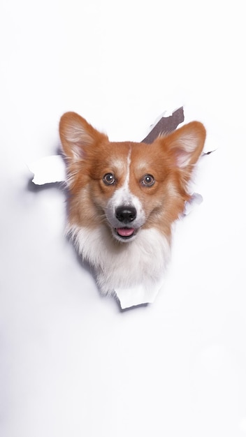 Une femelle pembroke welsh corgi dog studio photoshoot photographie d'animaux avec concept breaking white paper head à travers elle avec expression