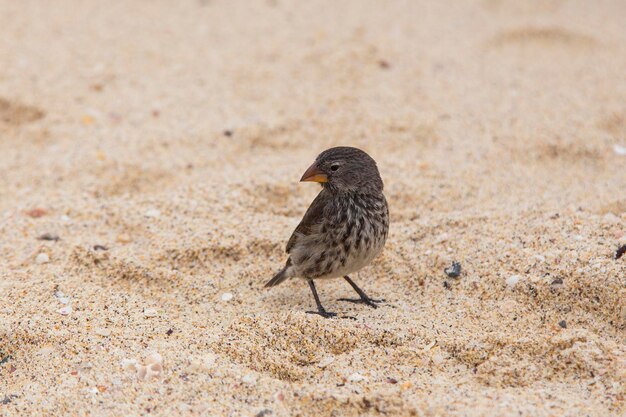 Photo une femelle de pince à bec tranchant est vue debout sur la plage d'un îlot désertique au large de puerto baquerizo moreno.