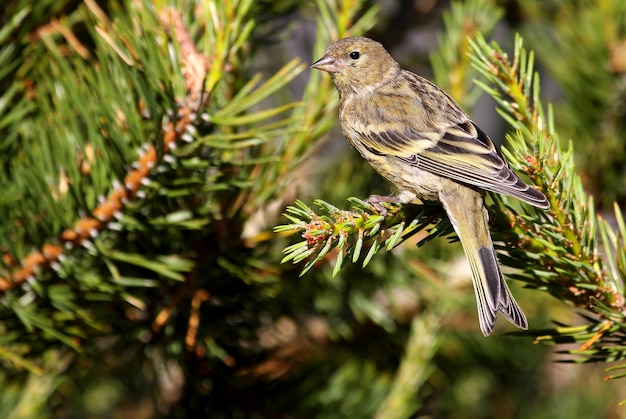 Femelle de pinson, oiseaux, passereaux, oiseau chanteur, pinson, citril, Carduelis citrinella