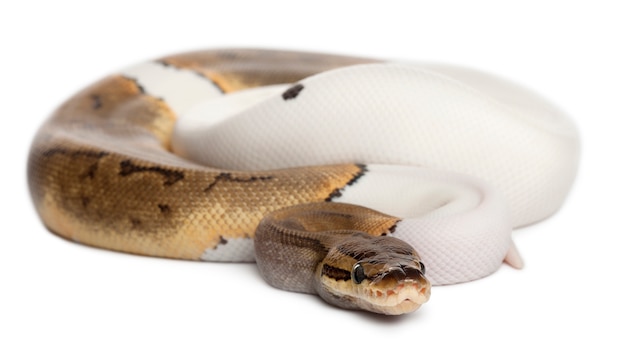 Femelle Pinstripe Pied Royal python, ball python - Python regius, Pinstripe