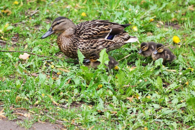 La femelle et les poussins de la famille des canards recherchent des coléoptères dans l'herbe