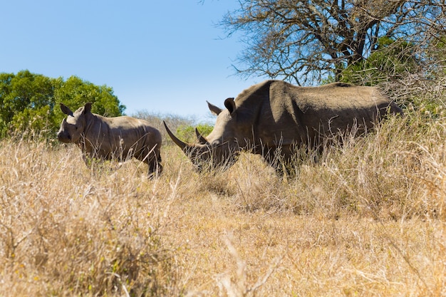 Femelle rhinocéros blanc avec chiot